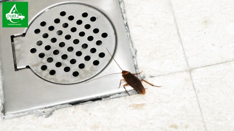 Côn trùng xuất hiện nhiều ở cống thoát nước