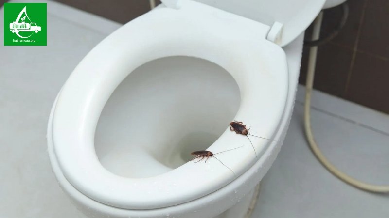 Gián xuất hiện nhiều trong nhà vệ sinh